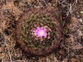 Blooming wild cactus