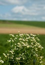 Blooming wild chamomile bush in summer. Selective focus Royalty Free Stock Photo