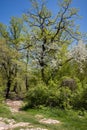 Blooming wild cherry in mountains in the springtime. White flowers on branches among green leaves against the blue sky, stony Royalty Free Stock Photo