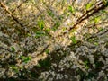 Blooming Wild Cherry Prunus avium - Close-up view of flowers Royalty Free Stock Photo