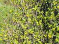 Blooming wild currant with yellow flowers.Spring natural background with currant bush Royalty Free Stock Photo