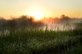 Blooming wild daisies on the river bank in the early morning at dawn in the fog. Royalty Free Stock Photo