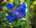 Blooming wild delphinium on the hills of Primorye