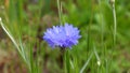 Blooming wild Field cornflower