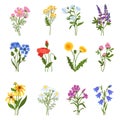 Blooming wild flowers. Beautiful meadow plants, isolated colorful floral elements, spring summer medicinal botany