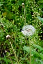 Blooming wild flowers on a green grass