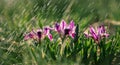 Blooming of wild flowers of irises on the slopes of the lake in early spring. Royalty Free Stock Photo