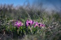 Blooming of wild flowers of irises on the slopes of the lake in early spring. Royalty Free Stock Photo