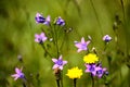 Blooming wild flowers on the meadow at summer Royalty Free Stock Photo