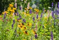 Blooming wild flowers on the meadow at summertime Royalty Free Stock Photo