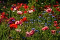 Blooming wild flowers on the meadow at summertime Royalty Free Stock Photo