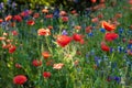 Blooming wild flowers on the meadow at summertime Royalty Free Stock Photo