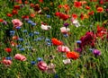 Blooming wild flowers on the meadow at summertime Royalty Free Stock Photo