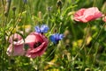 Blooming wild flowers on the meadow at summertime Royalty Free Stock Photo