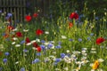 Blooming wild flowers on the meadow at summertime