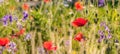 Blooming wild flowers on the meadow at summertime Royalty Free Stock Photo