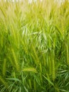 Blooming wild foxtail plants on a picturesque summer meadow. Different greening vegetation, vertical shot. Idyllic rural nature