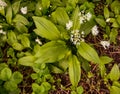 Blooming wild garlic. Baden Baden, Baden Wuerttemberg, Germany