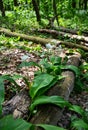 Blooming wild garlic in the woods on a log. Royalty Free Stock Photo
