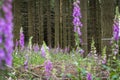 Blooming Red Foxglove in the forest among coniferous trees Royalty Free Stock Photo