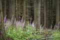 Blooming Red Foxglove in the forest among coniferous trees Royalty Free Stock Photo