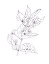 blooming wild honeysuckle, graphic black and white drawing on white background Royalty Free Stock Photo