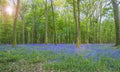 Beautiful spring landscape: blooming wild hyacinths in the spring forest Royalty Free Stock Photo