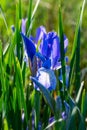 Blooming wild Iris flower in the Khakassia Steppe