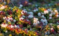 Blooming wild lingonberry (Vaccinium vitis-idaea) Royalty Free Stock Photo