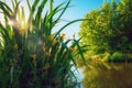 Blooming of wild marsh irises on the river. Royalty Free Stock Photo