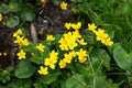 Blooming wild marsh-marigold