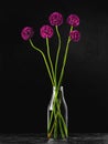 Blooming wild onions in a glass vase with water, isolated on a black background, studio shot, still life. Several buds of blooming