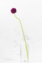 Blooming wild onions in a glass water bottle isolated on a white background, studio shot, still life. close-up