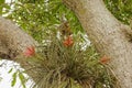 Blooming Wild Pine