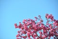 Blooming wild pink fuchsia purple crab apple tree with blue sky background and copy space Royalty Free Stock Photo