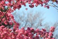 Blooming wild pink fuchsia purple crab apple tree with blue sky background and copy space Royalty Free Stock Photo