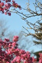 Blooming wild pink fuchsia purple crab apple tree with blue sky background and copy space Royalty Free Stock Photo