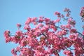 Blooming wild pink fuchsia purple crab apple tree with blue sky background and copy space Royalty Free Stock Photo