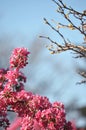 Blooming wild pink fuchsia purple crab apple tree with blue sky background and copy space Royalty Free Stock Photo