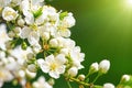 Blooming wild plum tree Royalty Free Stock Photo