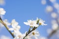 Blooming wild plum tree closeup. Spring white flowers. Plum-tree branch with white flowers Royalty Free Stock Photo