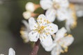 Blooming wild plum tree closeup. Spring white flowers. Plum-tree branch with white flowers Royalty Free Stock Photo