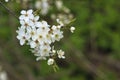 Blooming wild plum tree in daylight. Royalty Free Stock Photo