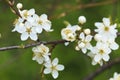Blooming wild plum tree in daylight. Royalty Free Stock Photo