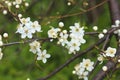 Blooming wild plum tree in daylight. Royalty Free Stock Photo