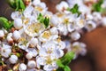 Blooming wild plum tree Royalty Free Stock Photo