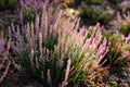 Blooming wild purple common heather. Calluna vulgaris.