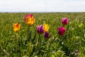 Blooming wild purple and yellow tulips in green grass in spring steppe in Kalmykia Royalty Free Stock Photo