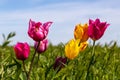 Blooming wild purple and yellow tulips in green grass in spring steppe Royalty Free Stock Photo