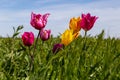 Blooming wild purple and yellow tulips in green grass in spring steppe Royalty Free Stock Photo